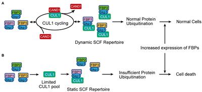 CAND1 is required for pollen viability in Arabidopsis thaliana—a test of the adaptive exchange hypothesis